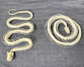 Bleached Snake Skeleton: Real Bone Spine with Skull (30cm)