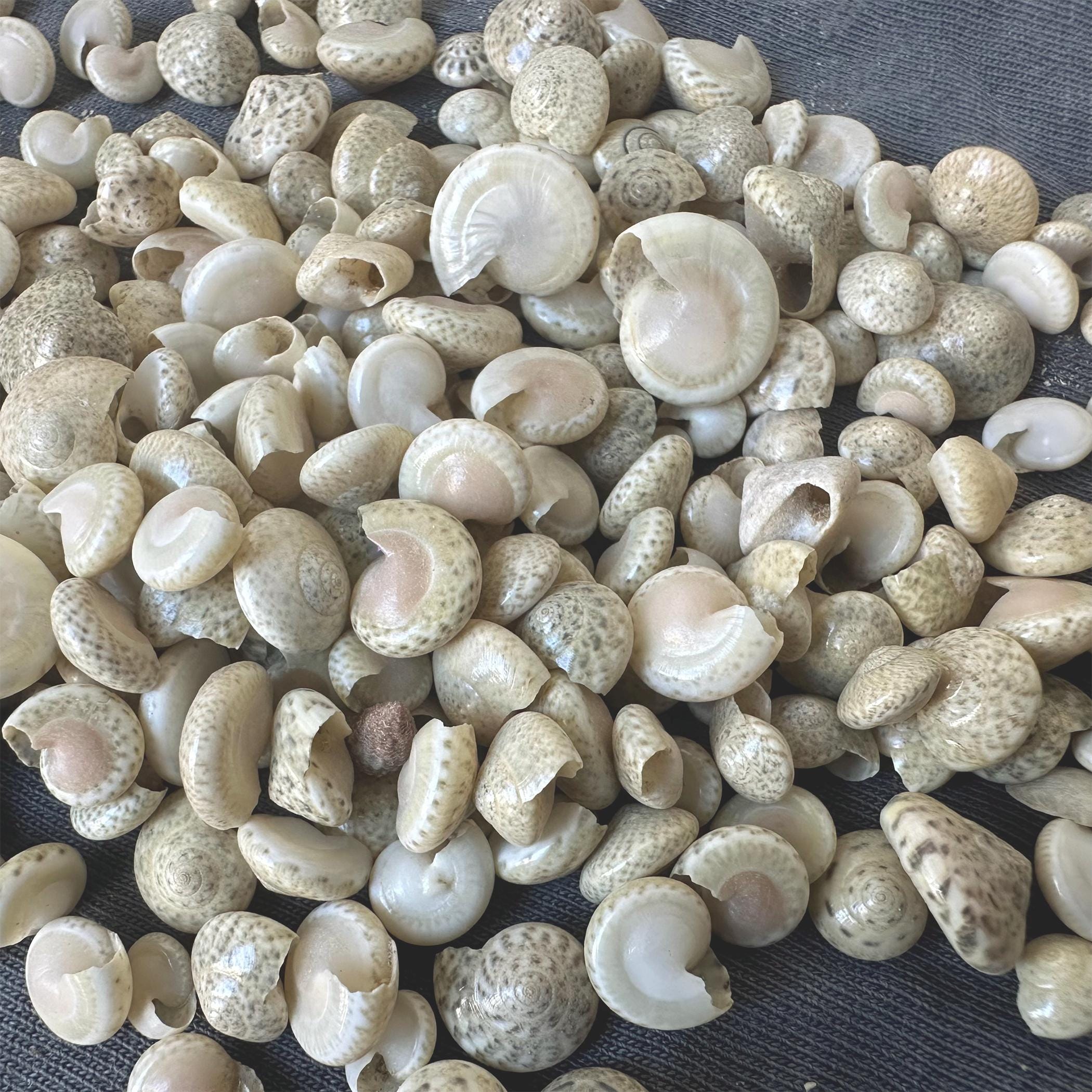 100 White Nassa Shells: Tiny Craft Seashells, Beach Decor - Etsy