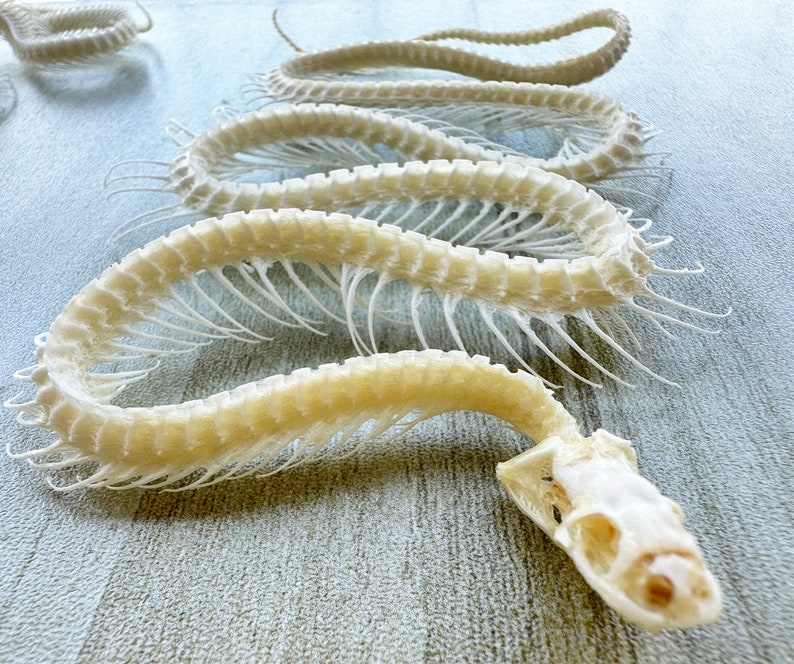 4 Size Real Whole Snake Bone.Include Skull, Spine Vertebrae and Coccyx. Has Bleached and disinfected.Snake Skeleton.Real Skeleton,Real Skull image 7