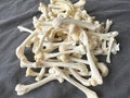 Real Animal Bones: Fox & Mink - Craft Supply (50+ Pieces) product logo