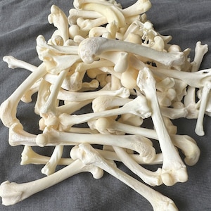 1/2-1 パック本物の動物の骨! 平均 50 個以上。主にキツネとミンクの骨。本物の骨の卸売、本物の骨の大量購入。