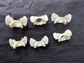 Real Fox Spine No. 01, Curiosity, Oddity, Natural History, Gothic Voodoo Voodoo Craft Art. Real animal bones. Earrings Ring Supplies product logo