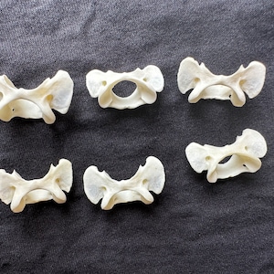 Real Fox Spine No. 01, Curiosity, Oddity, Natural History, Gothic Voodoo Voodoo Craft Art. Real animal bones. Earrings Ring Supplies