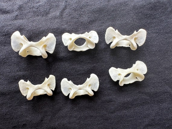Real Animal Spine Bone: Gothic Voodoo Craft Art Supply