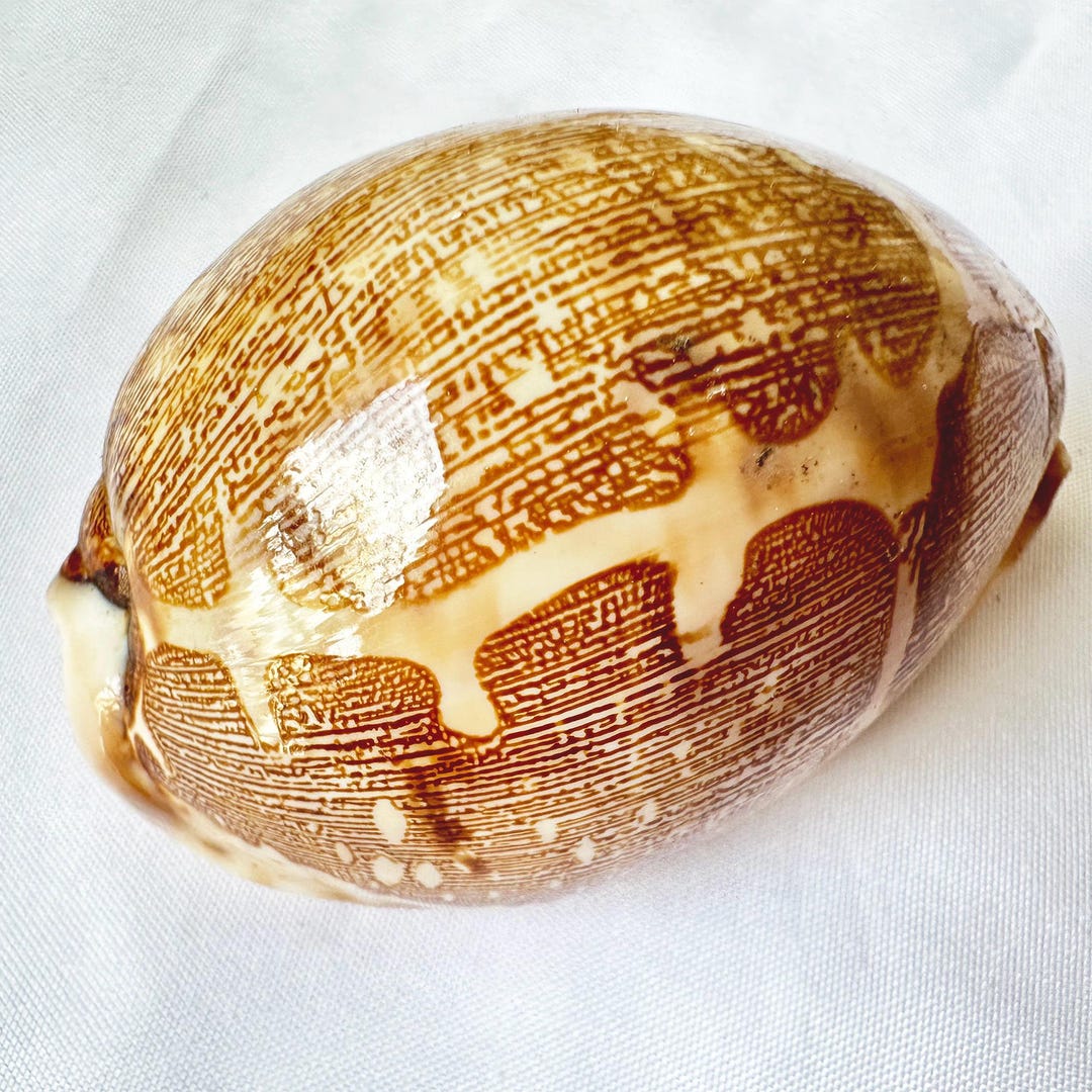 Shell Known As Map Shell Rarely Map Shell.natural Shells,precious Seashell.specimen Shell. - Etsy