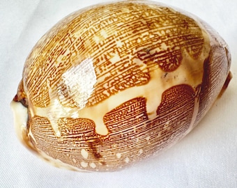 Rarely Map Shell.Natural Shells,Precious Seashell.Specimen Shell.