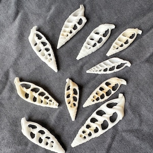 May include: A collection of ten white seashells with intricate patterns and holes. The shells are arranged in a heart shape on a gray fabric background.