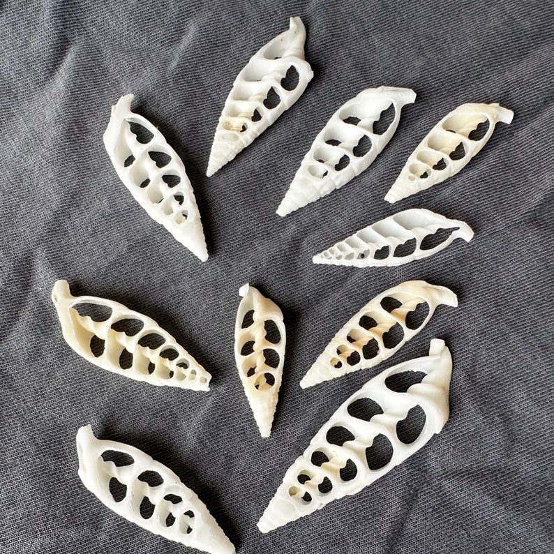 May include: A collection of ten white seashells with intricate patterns and holes. The shells are arranged in a heart shape on a gray fabric background.