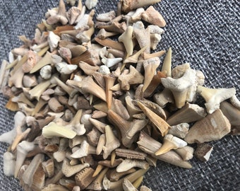 6/10 oz Real Fossil Shark Teeth.Bag of Real Fossil Shark Teeth.shark art,shark lover.