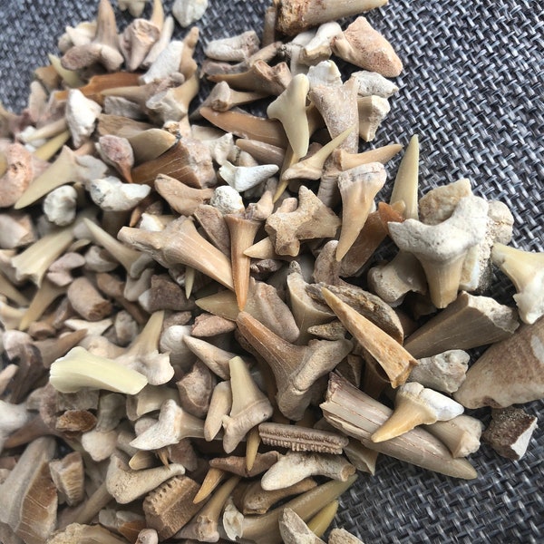 6/10 oz Real Fossil Shark Teeth.Bag of Real Fossil Shark Teeth.shark art,shark lover.