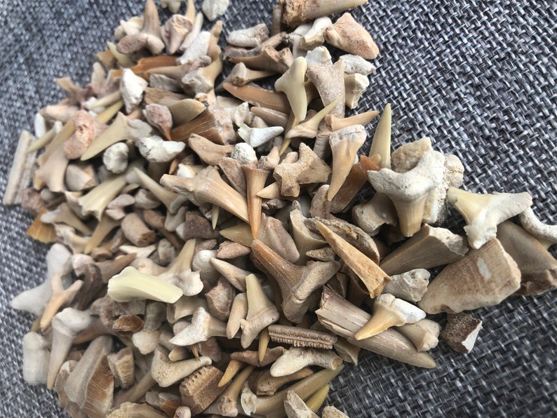 May include: A collection of fossilized shark teeth in various sizes and shades of brown and white. The teeth are arranged in a pile on a gray textured surface.