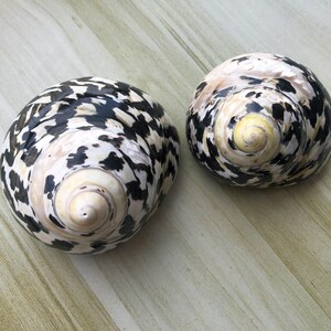 May include: Two black and white seashells with a spiral pattern. The shells are on a light brown surface.