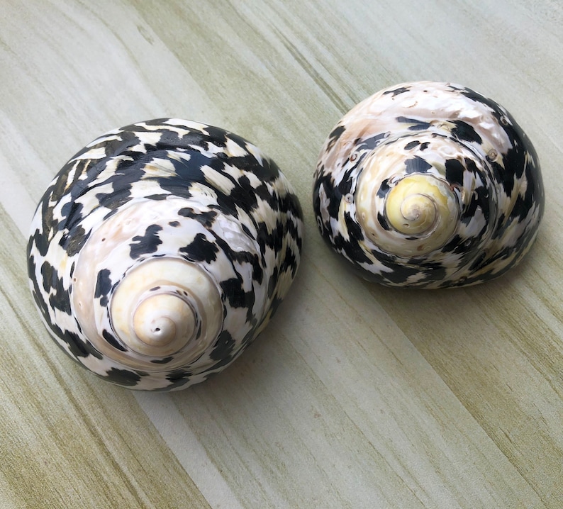 May include: Two black and white seashells with a spiral pattern. The shells are on a light brown surface.