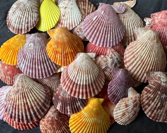 1Lb Mixed Natural  Scallop, 2-3".Shell Crafts, Wholesale shell. Beach Lover Gifts,Shells For Art. beach decor,beach wedding decor,Boho decor