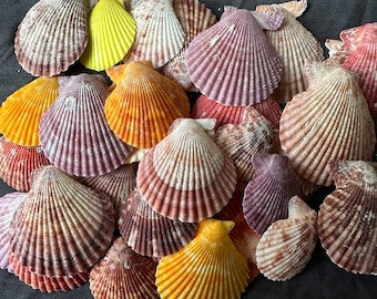 1lb Mixed Natural Scallop Shells (2-3"): Beach Wedding Boho Decor