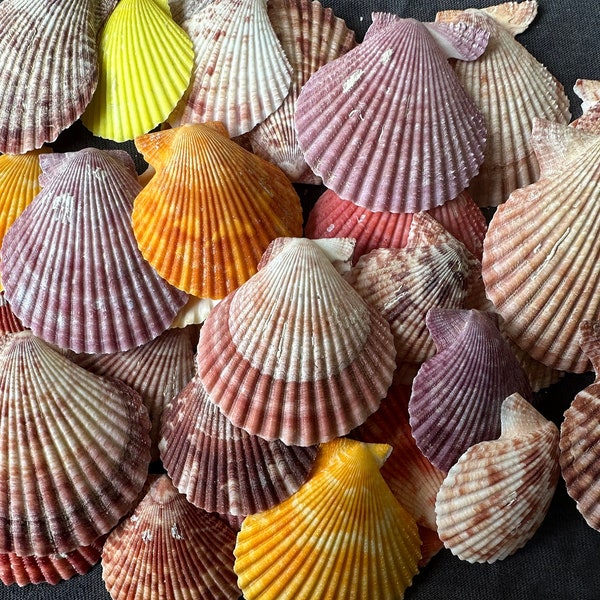 1Lb Mixed Natural  Scallop, 2-3".Shell Crafts, Wholesale shell. Beach Lover Gifts,Shells For Art. beach decor,beach wedding decor,Boho decor