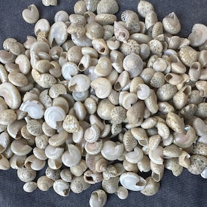 100pcs Tiny Seashell Mix: Vibrant Coastal Craft Shells