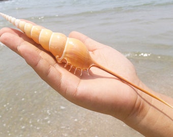 Big Size Long nosed Shell.Natural Shells,Precious Seashell.Specimen Shell.
