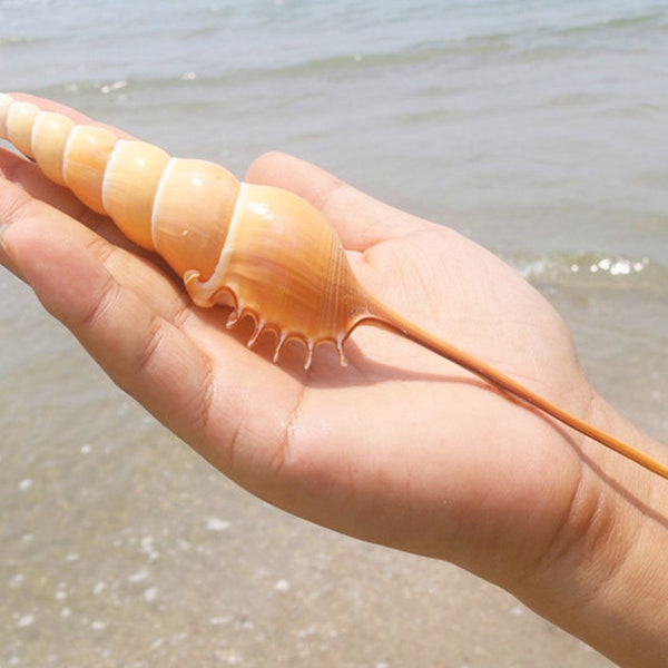 Große lange Nase Shell.Natural Shells,Precious Seashell.Specimen Shell.