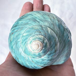 Conchiglia di granchio eremita di grandi dimensioni, foro di apertura da 1 7/8" a 2 1/4". Conchiglia di granchio eremita in madreperla verde GIADA TURBO