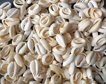 Wholesale Cowrie Shells: Natural Cream & Orange Beads, Cut Back (12-16mm)