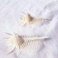 Big Size Murex Pecten Venus Comb Seashell.Natural Shells,Precious Seashell.Specimen Shell. product logo