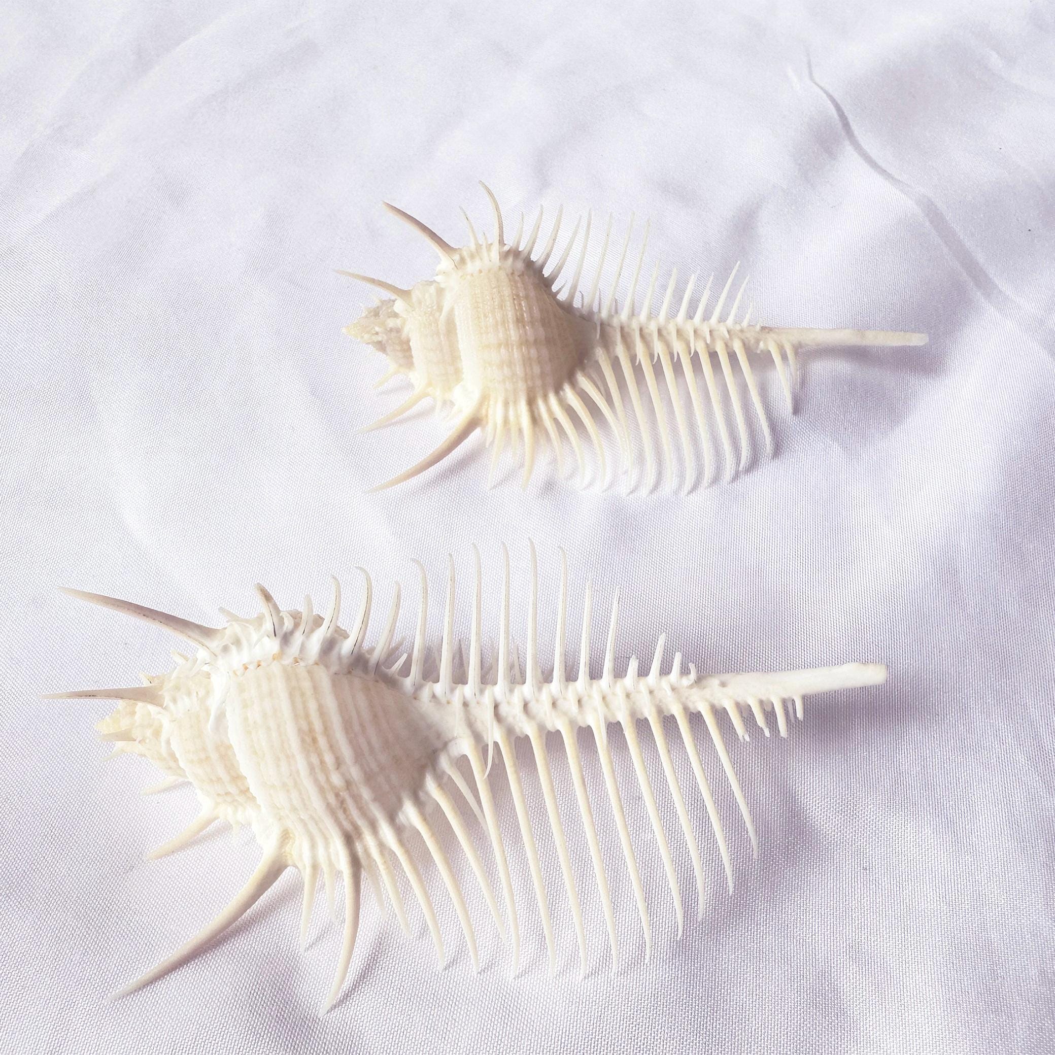 Big Size Murex Pecten Venus Comb Seashell.Natural Shells,Precious Seashell.Specimen Shell.
