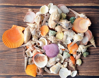 Assorted Medium Sea Shell Mix: 1-3" Beach Decor, Crafting Shells (1/2 lb)