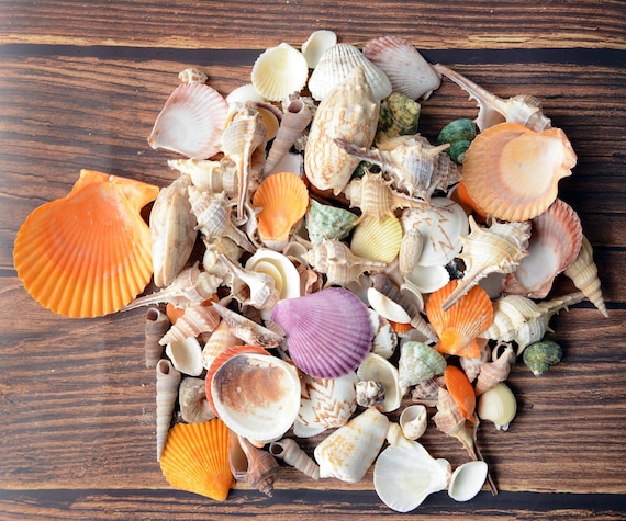 900g Assorted Seashells Small and Medium Craft Sea Shell Beach Table Tank Decor 