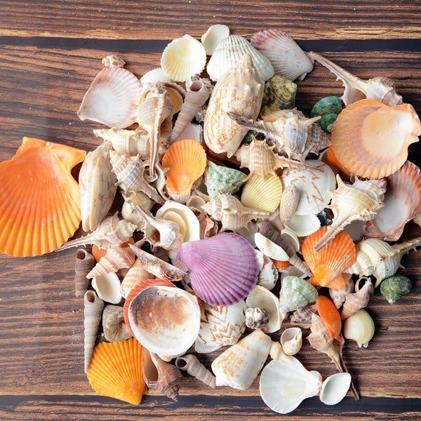 Medium Assorted Sea Shell Mix.1/2 lb, 1"-3".Wholesale Shells,sea shells bulk,Beach Decor,Sea Shells for Crafting.Beach Wedding Decor.