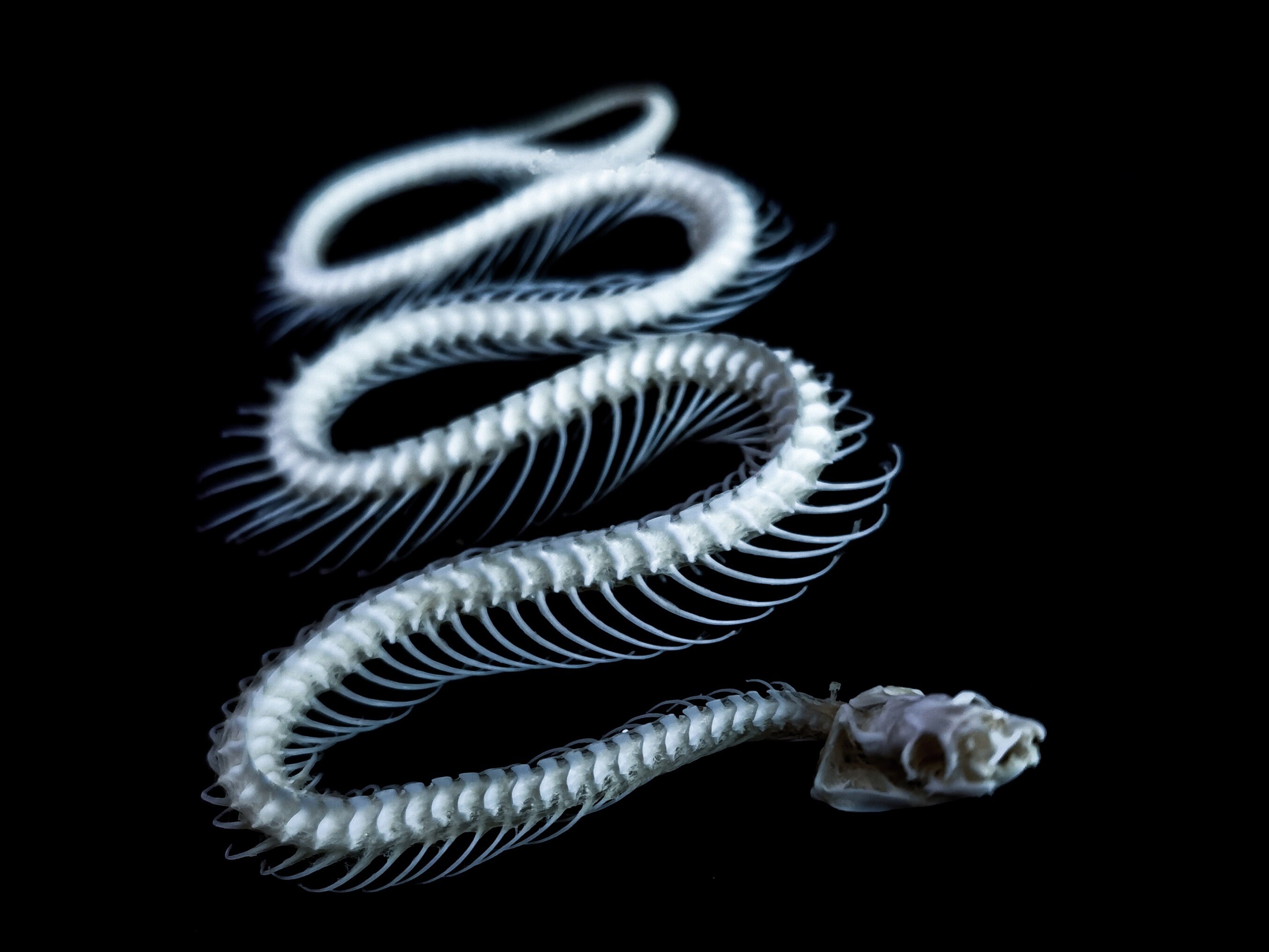 Whole Snake Bone. Includes Skull Spine Vertebrae and Coccyx. Etsy