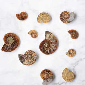 Puede incluir: Una colección de 11 ammonites fosilizados de varios tamaños y formas, expuestos sobre una superficie de mármol blanco. Los ammonites son de color marrón claro con intrincados patrones.