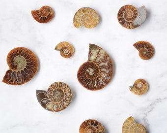 Ammonite Fossil Ammonite Necklace Silver Ammonite Pendant