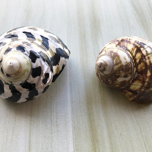 2 Pcs Big Size Hermit Crab Sea Shell, 1-1 3/5&quot; Opening Hole.Green and black Conch.Sea Shell Hermit Crab.