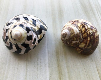 Hermit Crab Turbo Shells: Green & Black Conch - 1-1 3/5" Opening (2 Pcs)