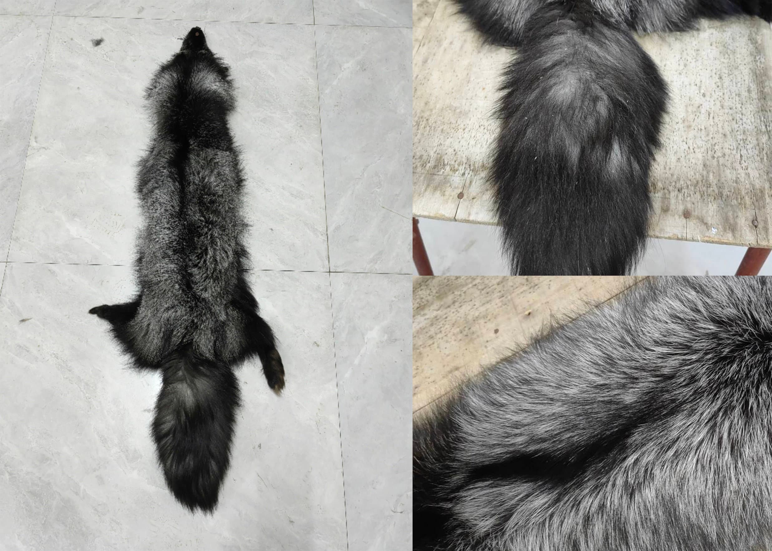 鞣し加工されたキツネの毛皮：本物の動物の毛皮（45～50インチ