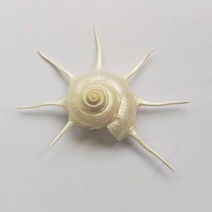 Coquillage Guildfordia Yoka rare de grande taille. Coquillages rares, joyaux de la mer, coquillages naturels. Spécimen de coquillage.