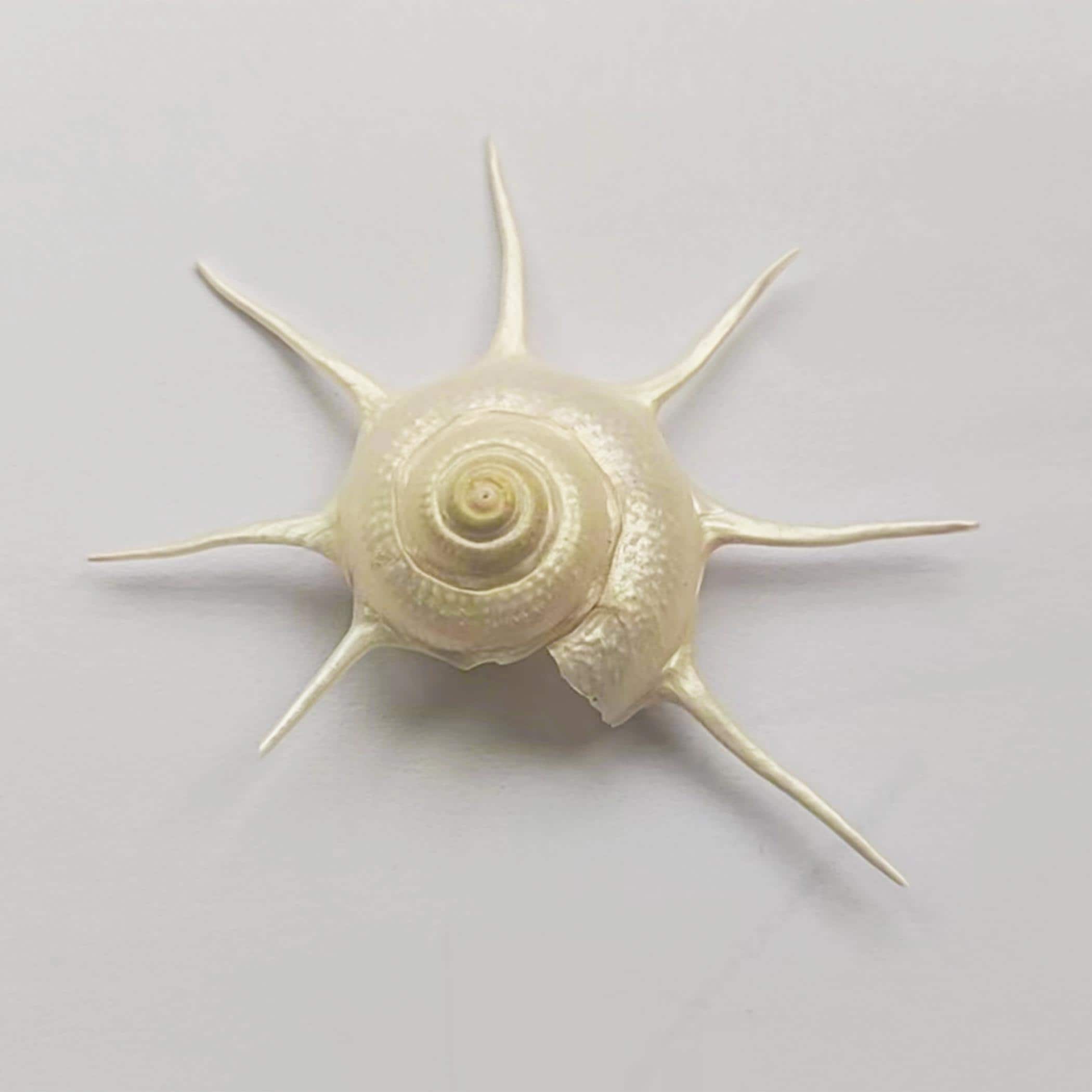 大きなサイズの珍しいギルドフォーディア ヨカ シェル。珍しい貝殻、海