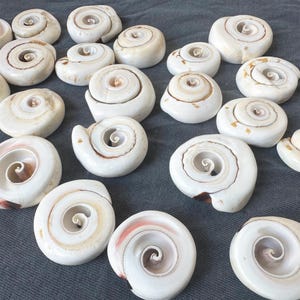 May include: A collection of white and cream-colored seashells with a spiral pattern. The shells are arranged on a dark gray surface.