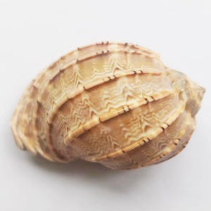 Pode incluir: Uma concha de cor castanho claro com um padrão detalhado e intrincado de cristas e linhas. A concha tem um acabamento liso e brilhante.