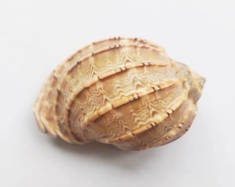 Big Zise Brown Polished Turbo for Hermit Crabs.Large Shell,Polished Turbo.Emerald Moon Snail,Craft Shells,Murex Pecten,Collector,Specimen.