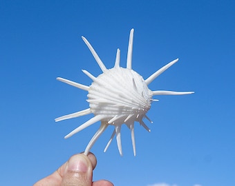 Precious Spiny White Chrysanthemum Clam.Natural Shells for Craft,Precious Seashell.Specimen Shell.