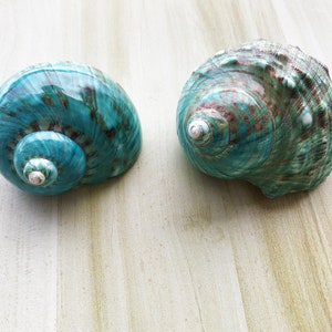 Large Polished Jade Turbo Shell for Hermit Crabs (1 4/5 - 2 1/4 inch) image 4