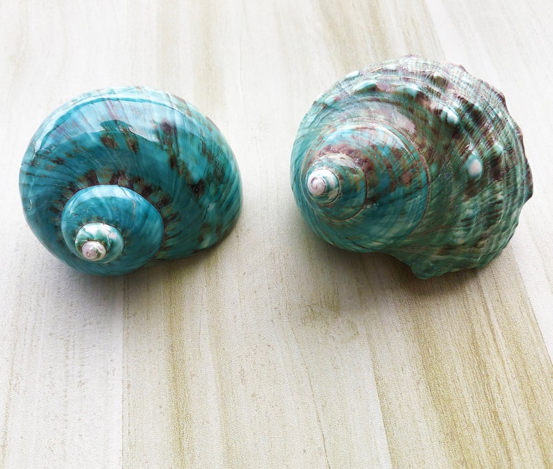 Large Polished Jade Turbo Shell for Hermit Crabs (1 4/5 - 2 1/4 inch) image 4