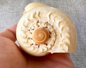 Cáscara de melón grande (5-8"): Decoración costera para casa de playa