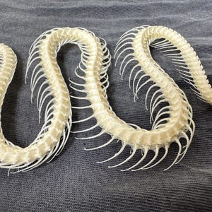 Snake Ribs Bone Bleached Snake Skeleton: Real Bone Spine With Skull (30cm) - Etsy
