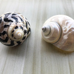 Hermit Crab Turbo Shells: White and Black Conch, 1-2&quot; Opening (2 Pcs)