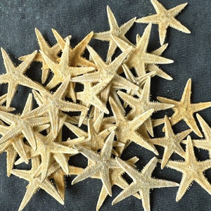 Bluk Wholesale Tiny Starfish 2/5"-1". Star Fish,Craft Supply,Beach Wedding Favors.Wedding Decor,Bulk Seashell.