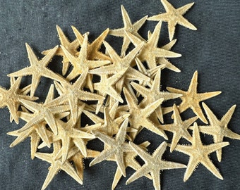 Petite étoile de mer 2/5"-1" en gros de Bluk Étoile de mer, articles d'artisanat, cadeaux de mariage sur la plage. Décoration de mariage, coquillage en vrac.