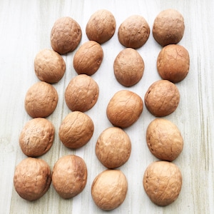 May include: A collection of 17 brown, textured, round nuts arranged in a pattern on a light wood surface.